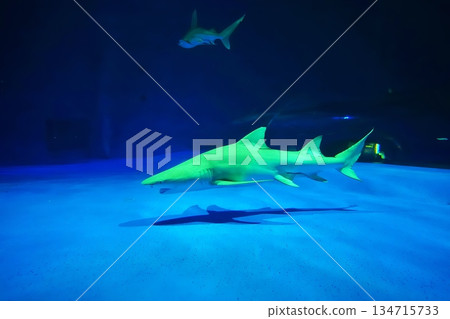 Lemon shark 134715733