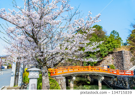 山梨縣武田神社櫻花盛開,景色宜人。 山梨縣武田神社櫻花盛開,景色宜人。 134715839