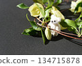 White winter-flowering clematis and a small teddy bear 134715878