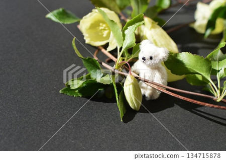 白色冬季開花的鐵線蓮和一隻小泰迪熊 白色冬季開花的鐵線蓮和一隻小泰迪熊 134715878