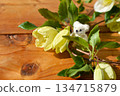 White winter-flowering clematis and a small teddy bear 134715879
