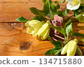 White winter-flowering clematis and a small teddy bear 134715880