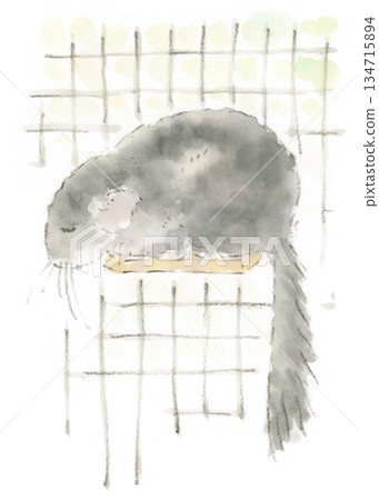 觀察龍貓，水彩插圖描繪了一隻灰色龍貓在陽光下曬太陽 134715894