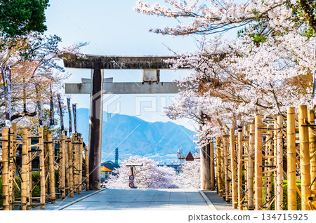 Takeda Shrine in Yamanashi - Cherry blossoms blooming along the shrine gate 134715925