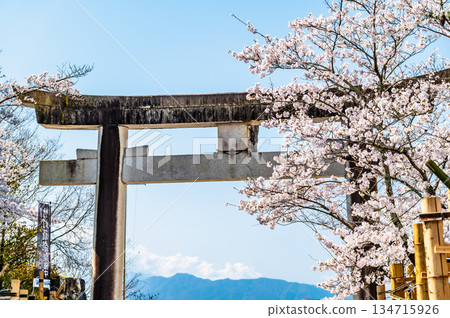 山梨縣武田神社-神社大門旁櫻花盛開 山梨縣武田神社-神社大門旁櫻花盛開 134715926