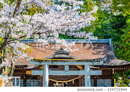 山梨縣武田神社，櫻花盛開。鳥居和參拜殿。 134715944