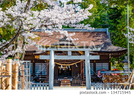 山梨縣武田神社，櫻花盛開。鳥居和參拜殿。 134715945