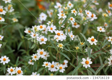 清新的百日菊花 134716119