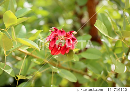 Vivid American deigo flowers 134716120