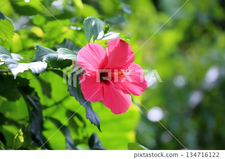 充滿活力的木槿花 134716122