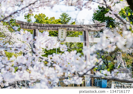 山梨縣武田神社櫻花盛開，景色宜人。 134716177