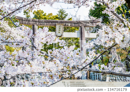 Takeda Shrine in Yamanashi with cherry blossoms in full bloom 134716179