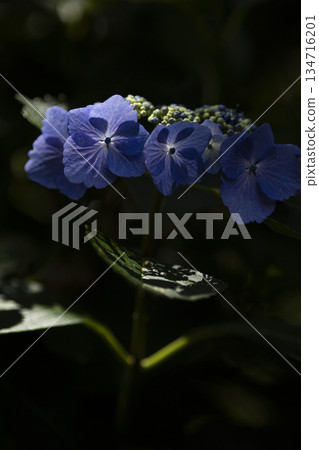 藍色繡球花 藍色繡球花 134716201