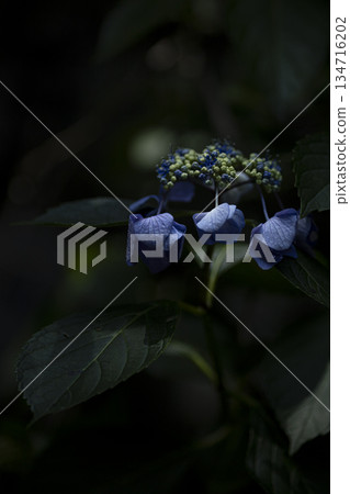 藍色繡球花 藍色繡球花 134716202