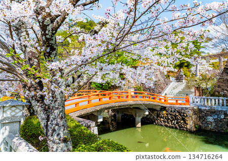 Yamanashi: Cherry blossoms in full bloom at Takeda Shrine, Shinkyo Bridge Yamanashi: Cherry blossoms in full bloom at Takeda Shrine, Shinkyo Bridge 134716264