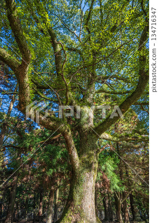 奈良公園森林裡的大樹 134716347