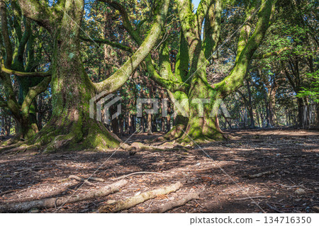 奈良公園森林裡的大樹 134716350