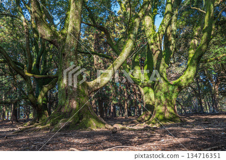Large tree in the forest Nara Park Large tree in the forest Nara Park 134716351