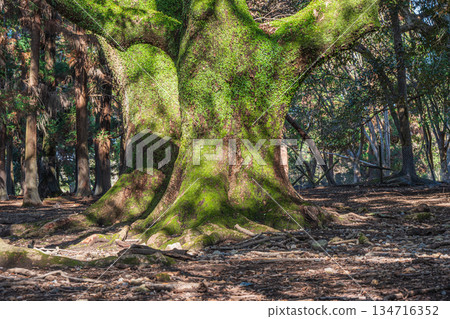 奈良公園森林裡的大樹 奈良公園森林裡的大樹 134716352