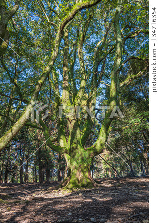 Large tree in the forest Nara Park Large tree in the forest Nara Park 134716354