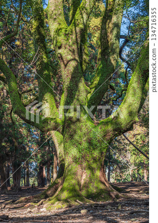 奈良公園森林裡的大樹 134716355