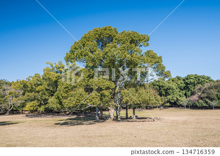 Large camphor tree in Tobihino, Nara Park Large camphor tree in Tobihino, Nara Park 134716359