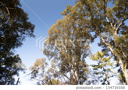 奈良公園的朝兒原庭園 134716388