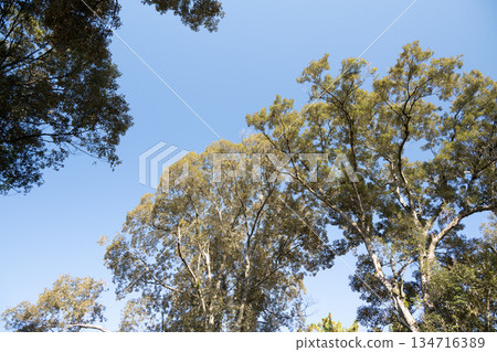 奈良公園的朝兒原庭園 134716389