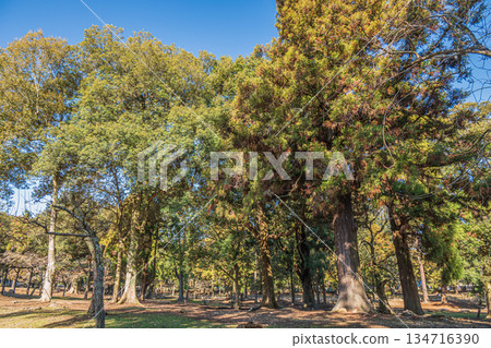 奈良公園的朝兒原庭園 134716390