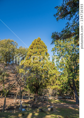 奈良公園的朝兒原庭園 134716393