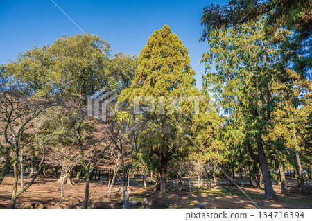 奈良公園的朝兒原庭園 134716394