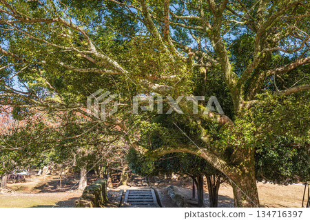 奈良公園荒木池花園 134716397