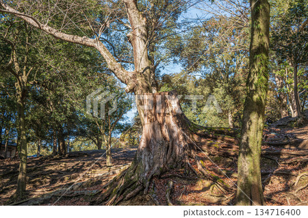 奈良公園淺治原庭園內的一棵大樹樁 134716400