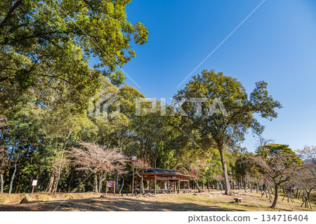 奈良公園的朝兒原庭園 134716404