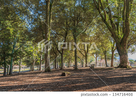 奈良公園的朝兒原庭園 134716408