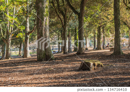 Asajigahara Garden in Nara Park 134716410