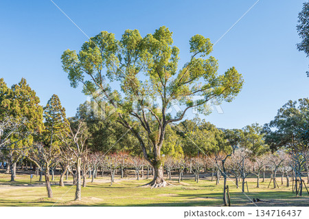Asajigahara Garden in Nara Park 134716437