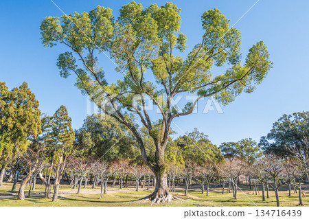 奈良公園的朝兒原庭園 134716439