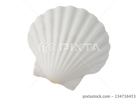 White seashell on transparent background (png) White seashell on transparent background (png) 134716453