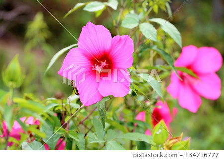 令人神清氣爽的泰坦諾比庫斯花 134716777