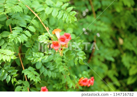 Vivid Trumpet Creeper Flowers Vivid Trumpet Creeper Flowers 134716782