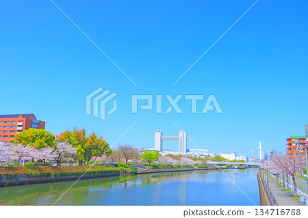 愛知縣名古屋市的春天，櫻花盛開的景色和名古屋國際會議中心 134716788