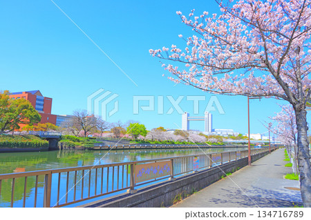 Spring in Nagoya, Aichi Prefecture, with cherry blossoms in full bloom and the Nagoya International Conference Center Spring in Nagoya, Aichi Prefecture, with cherry blossoms in full bloom and the Nagoya International Conference Center 134716789