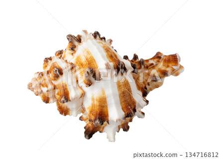 透明背景上的一個海螺殼（png） 134716812