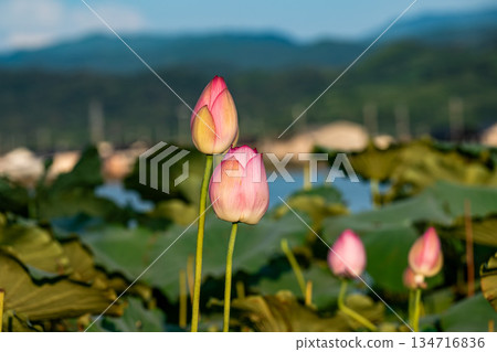 一朵蓮花 134716836