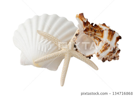 Seashells and starfish on transparent background (png) 134716868