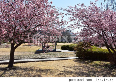 藤澤市曳地川濱水公園的河津櫻花盛開，步道蜿蜒。 134716937