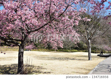藤澤市曳地川濱水公園的河津櫻花盛開，步道蜿蜒。 134716938