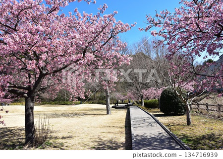 藤澤市曳地川濱水公園的河津櫻花盛開，步道蜿蜒。 134716939