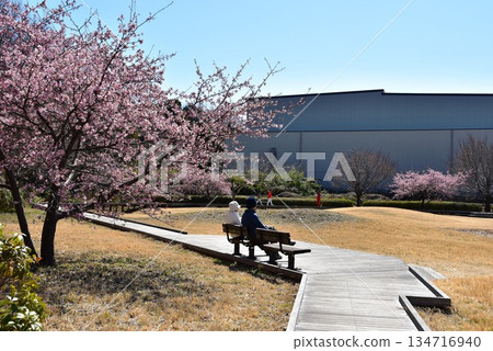 藤澤市曳地川濱水公園的河津櫻花盛開,步道蜿蜒。 藤澤市曳地川濱水公園的河津櫻花盛開,步道蜿蜒。 134716940